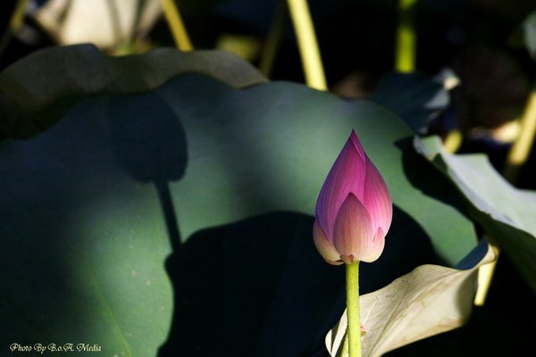 09_lotus_city0070.JPG