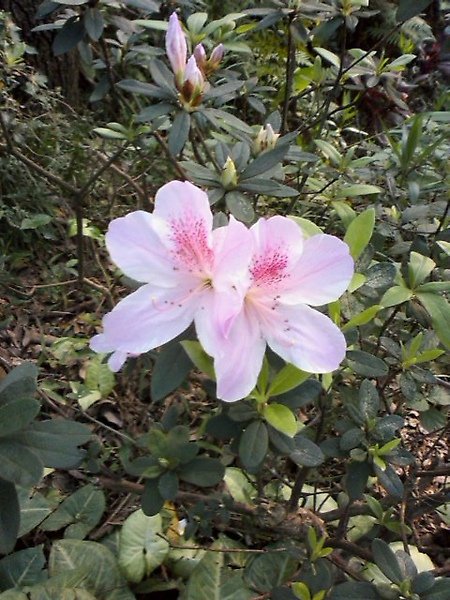 SA3D0105.JPG
