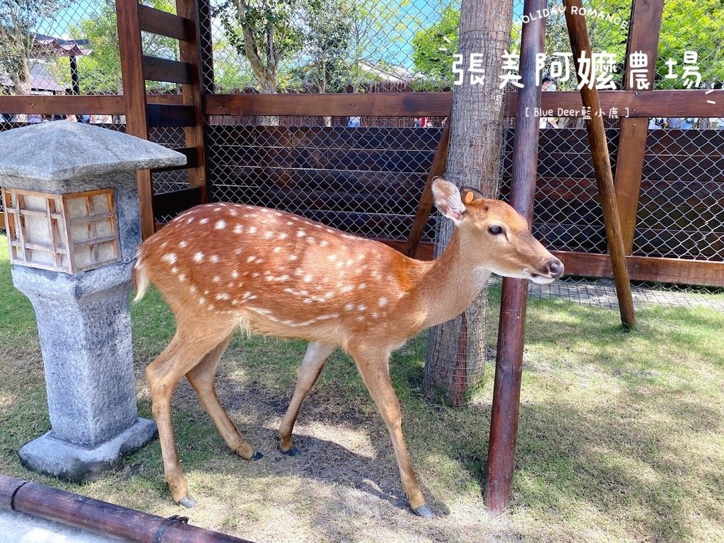 宜蘭張美阿嬤農場