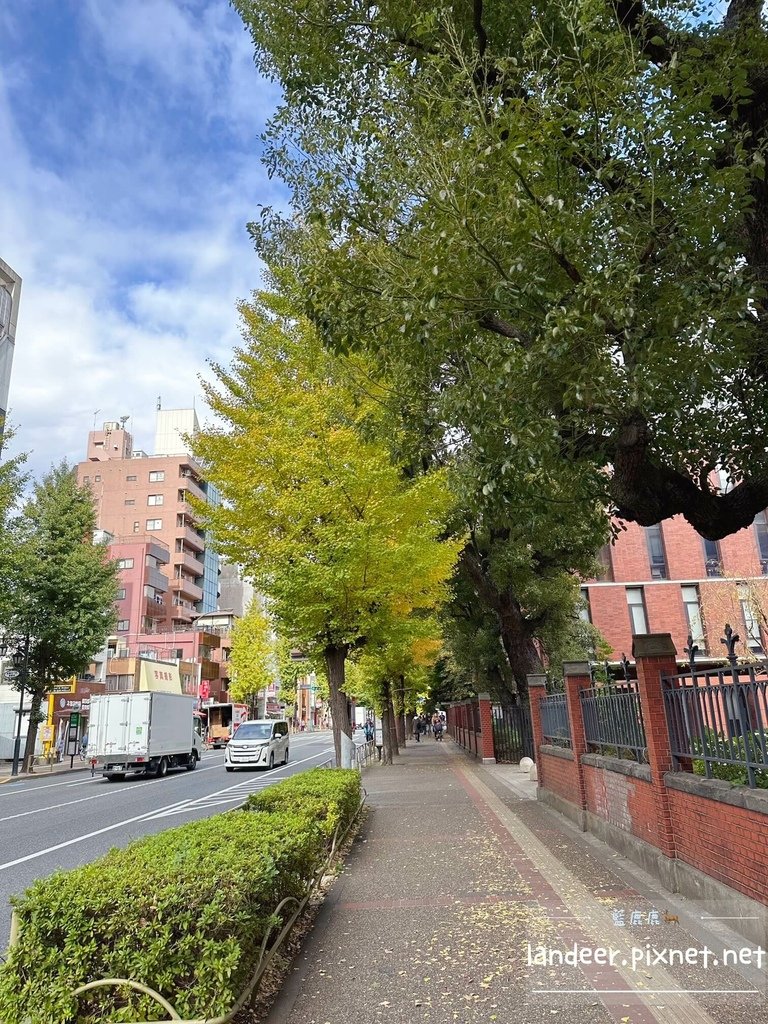 東京大學銀杏 (1).JPG