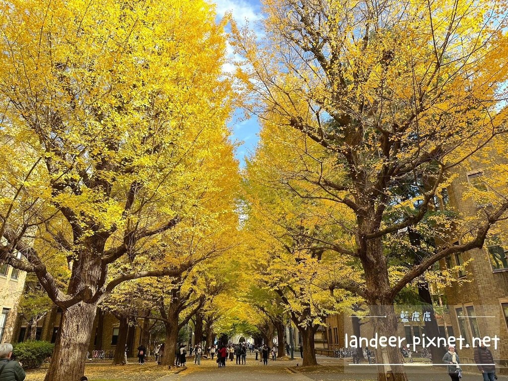 東京大學銀杏 (17).JPG