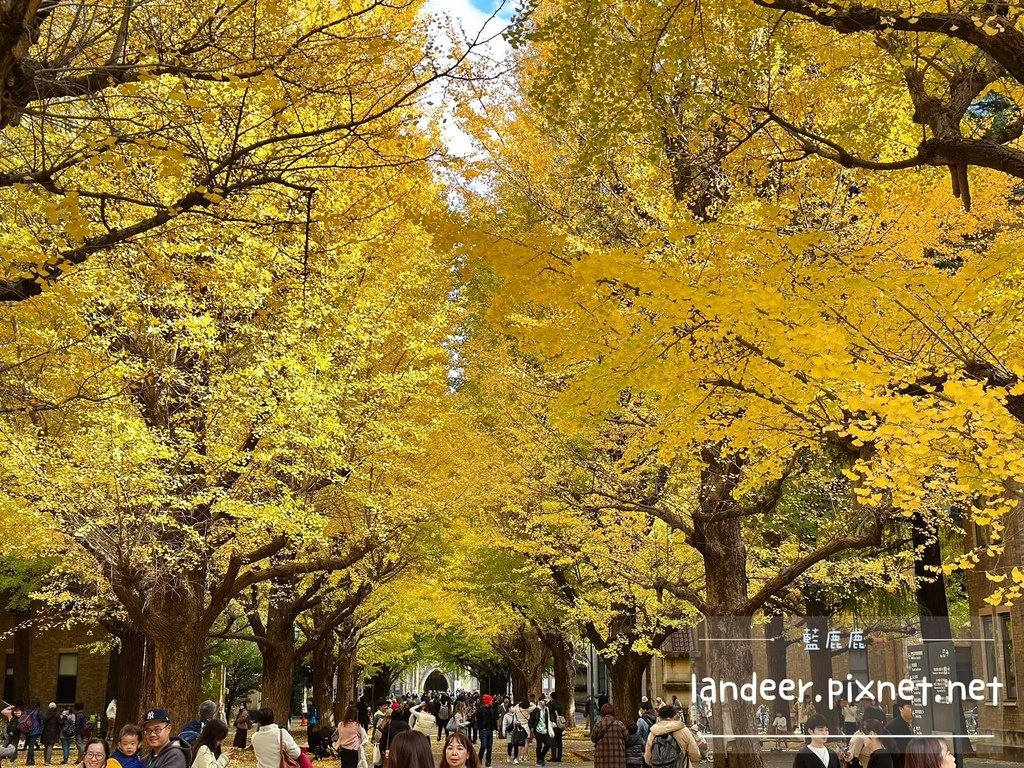 東京大學銀杏 (14).JPG