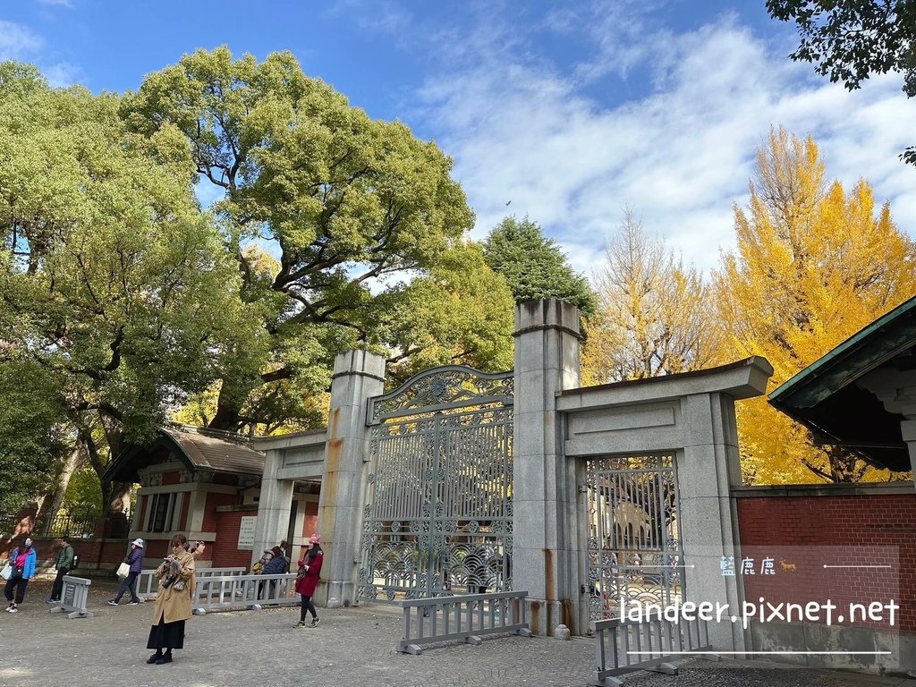 東京大學銀杏 (13).JPG