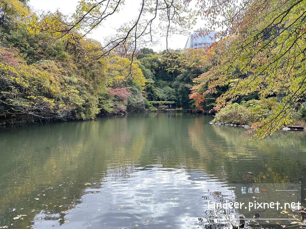 東京大學銀杏 (20).JPG