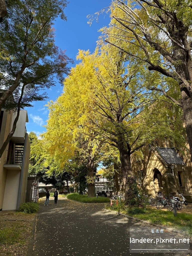 東京大學銀杏 (28).JPG