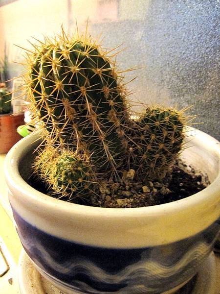 cactus