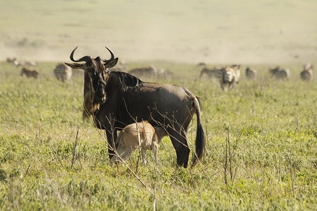 Kenya2011_004.jpg