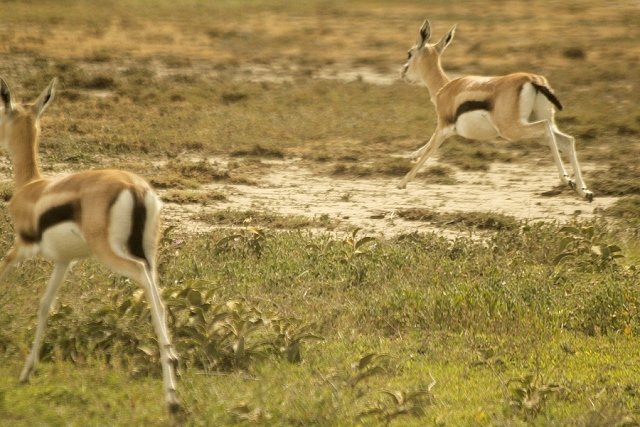 Kenya2011_003.jpg