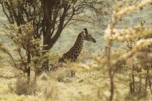 Kenya2011_001.jpg