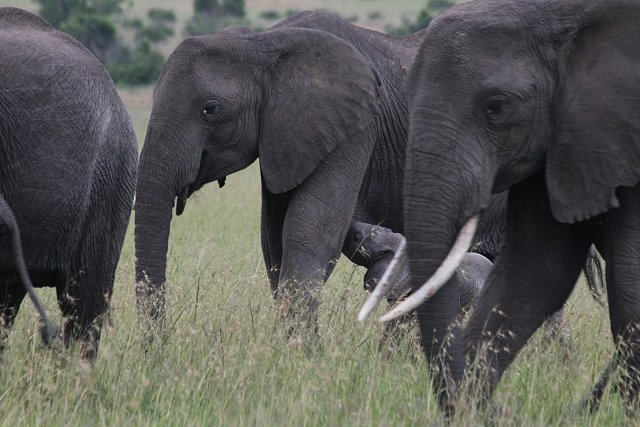 Kenya2011_006.jpg