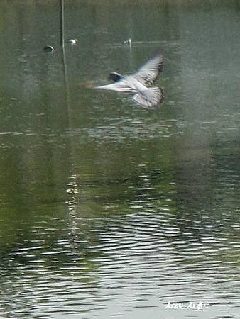 DSC02386-2.jpg