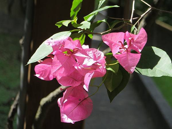 IMG_8453.JPG