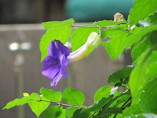 IMG_9666-1.jpg