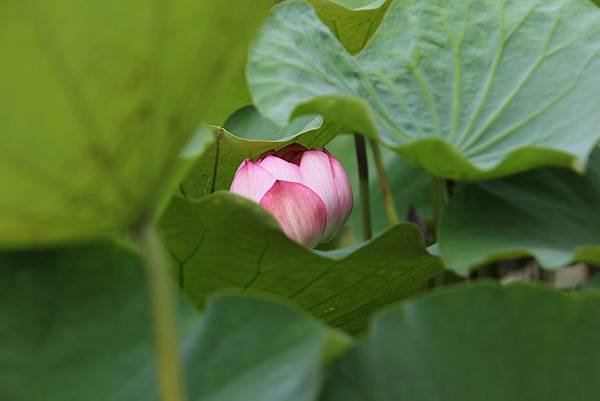 IMG_5246.JPG