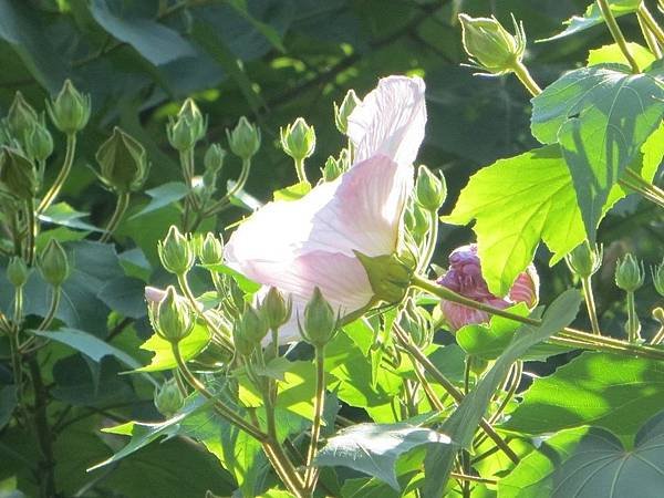 IMG_4192.JPG