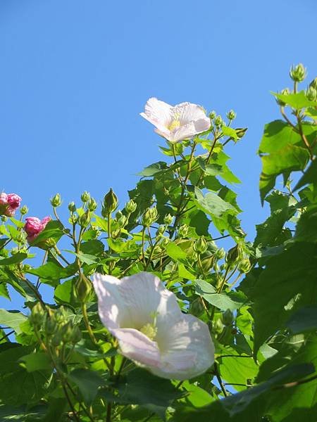 IMG_4187.JPG