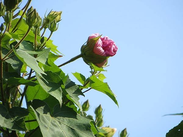 IMG_4168.JPG