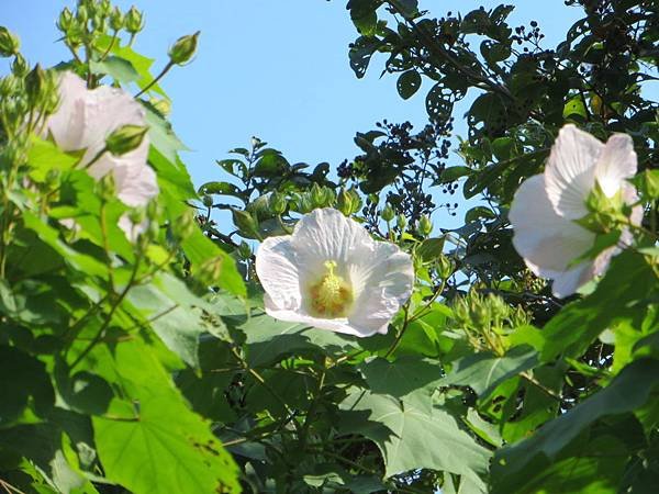 IMG_4158.JPG