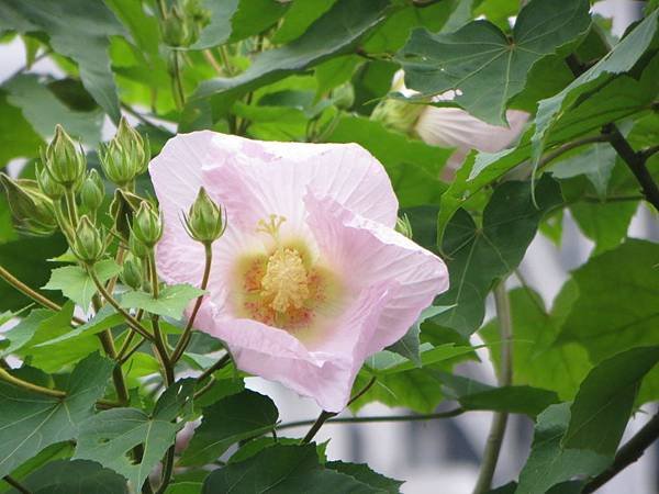 IMG_4124.JPG