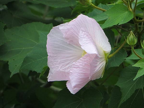 IMG_4122.JPG