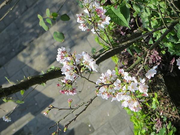 IMG_4799.JPG