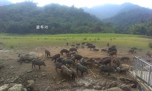 歐都納渡假村~曾文水庫湖岸風情~大埔鄉風光之旅-9