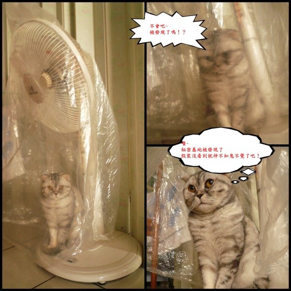 駱駝喵