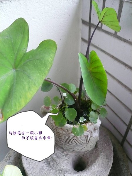 芋頭~001.jpg