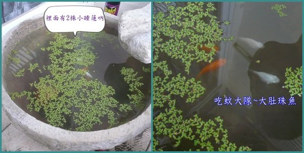 珠魚~001.jpg