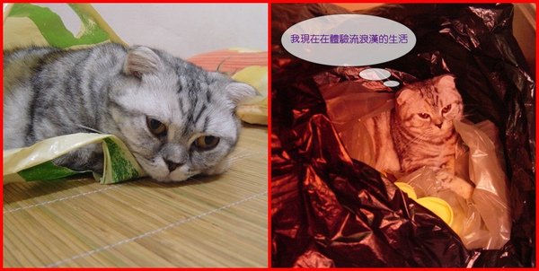 塑膠袋情緣~012.jpg