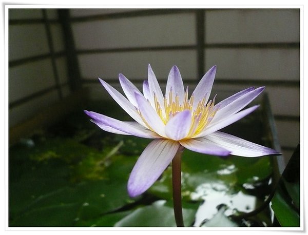 睡蓮~002.jpg