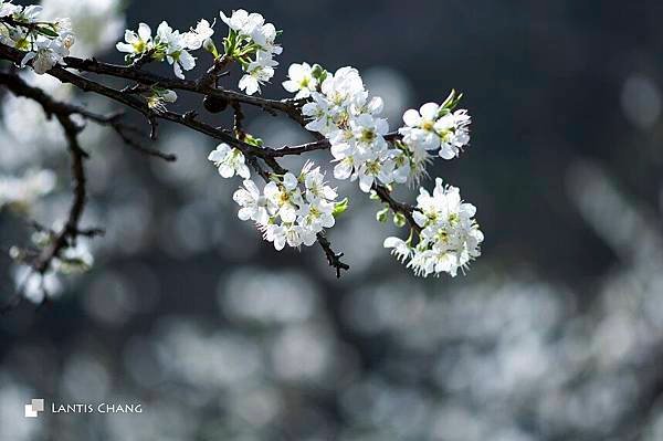 2014.02.03-春節旅遊 (29).jpg