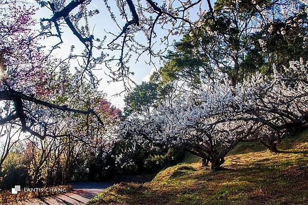 2014.02.03-春節旅遊 (36).jpg