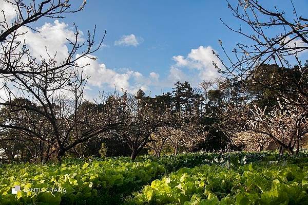 2014.02.03-春節旅遊 (40).jpg