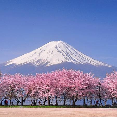 fuji-and-sakura-royalty-free-image-1673594130.jpg