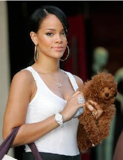 Maltipoo Rihanna.jpg