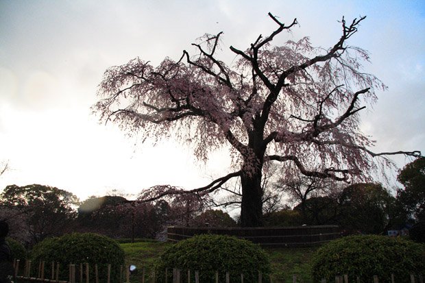 円山公園櫻樹