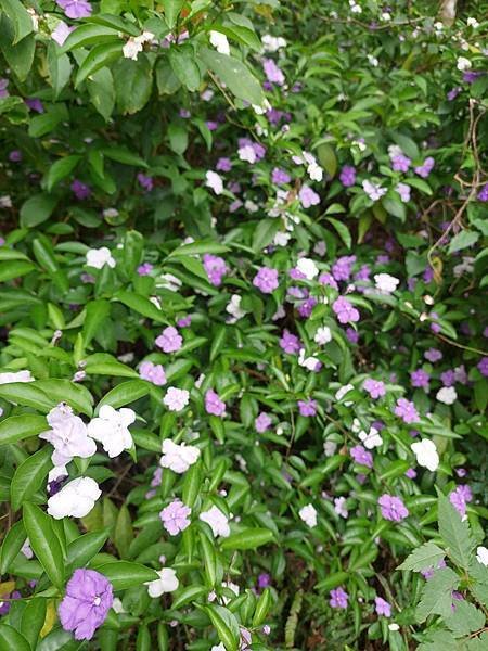 飛牛牧場可愛小花|雙色茉莉|美麗的雙色小花