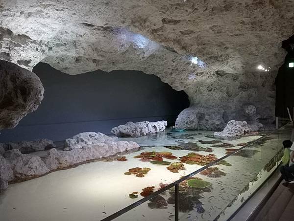 沖繩DMM水族館參觀