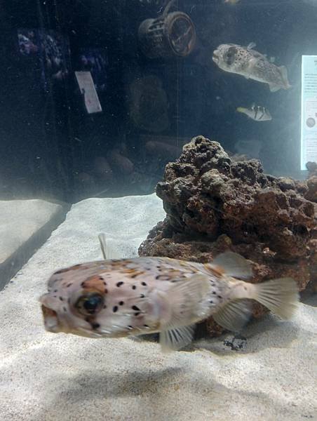 沖繩DMM水族館參觀