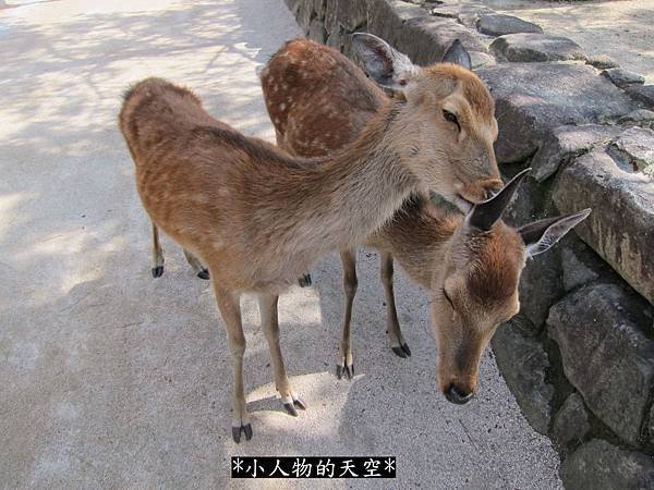 3215-宮島的鹿