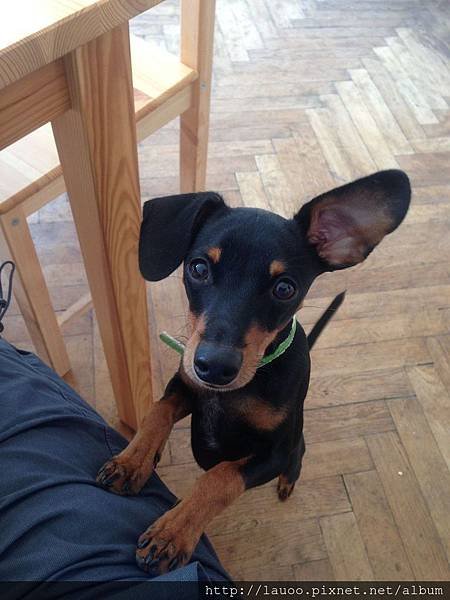 Jacob-puppy.jpg