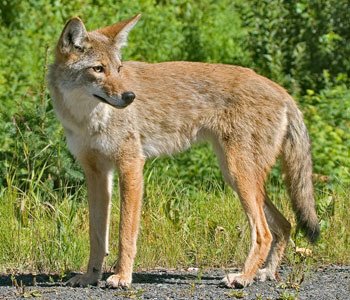 coyote_3261np