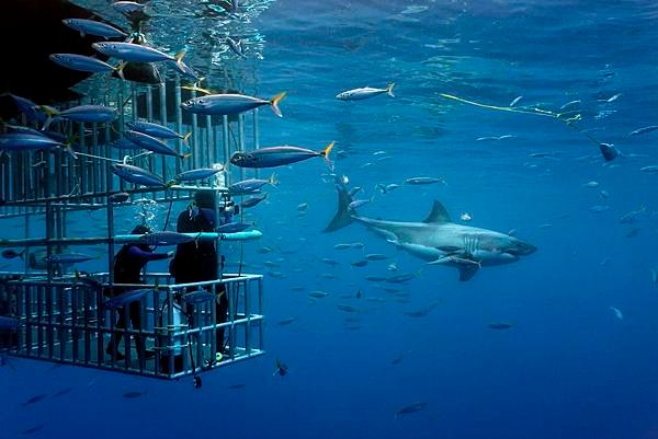 1. africa-shark-diving.jpg