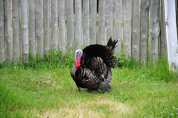 DSC_1252.JPG