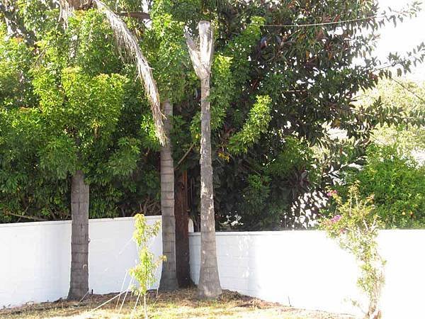 Palm1