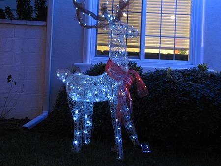 Deer16