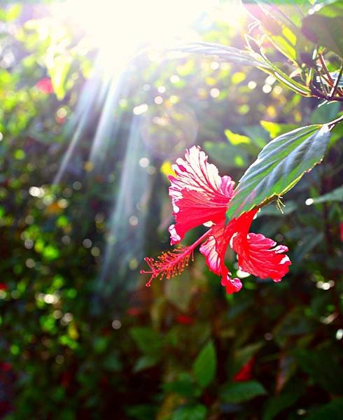 扶桑花