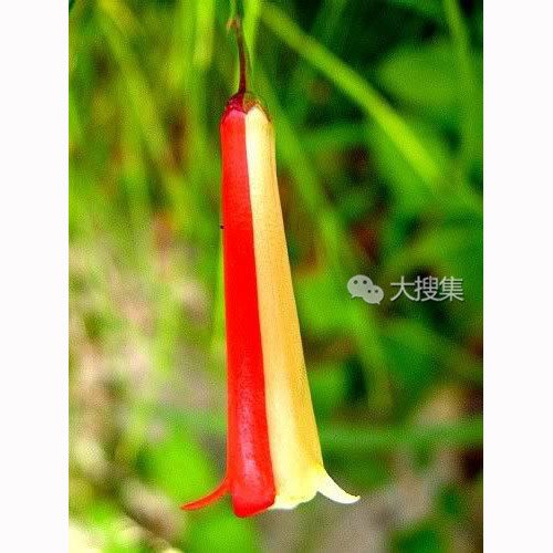 奇花异草-18[1]