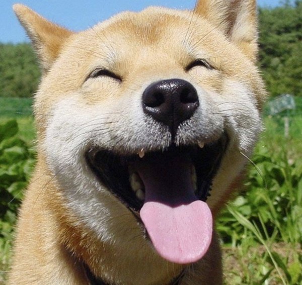 happy-dog